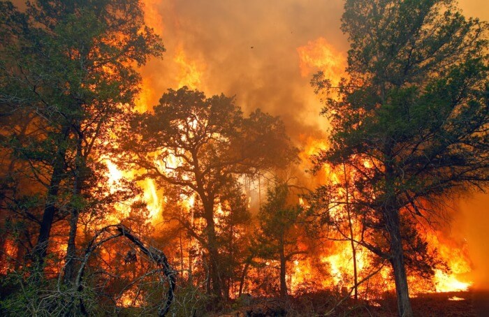 Contoh Teks Eksplanasi Kebakaran Hutan