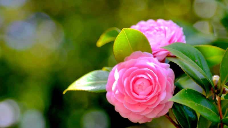 Gambar Bunga Kamelia