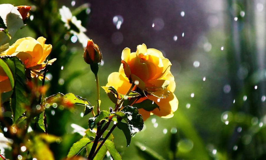 Gambar Bunga Mawar Kuning