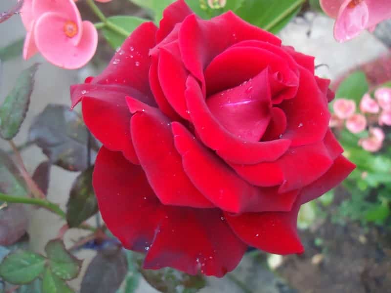 Gambar Bunga Mawar Merah Darah