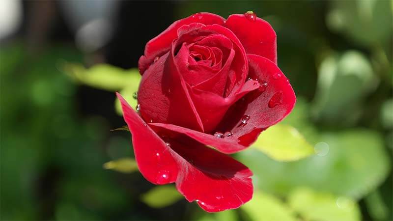 Gambar Bunga Red Roses