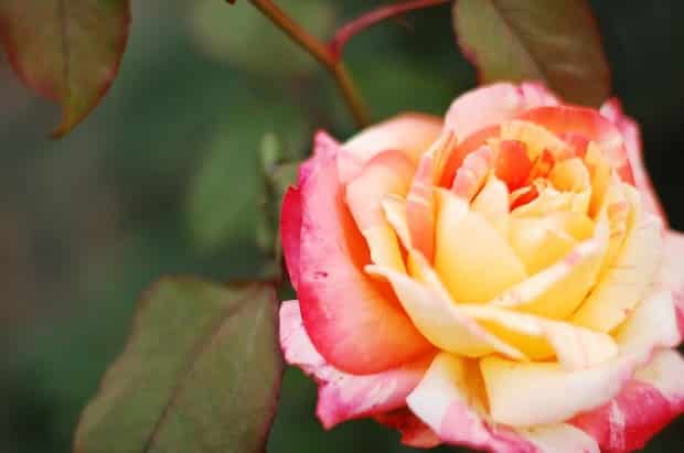 Gambar Bunga Tea Rose