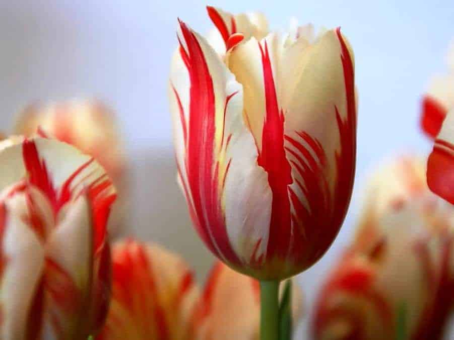 Gambar Bunga Tulip Merah Putih