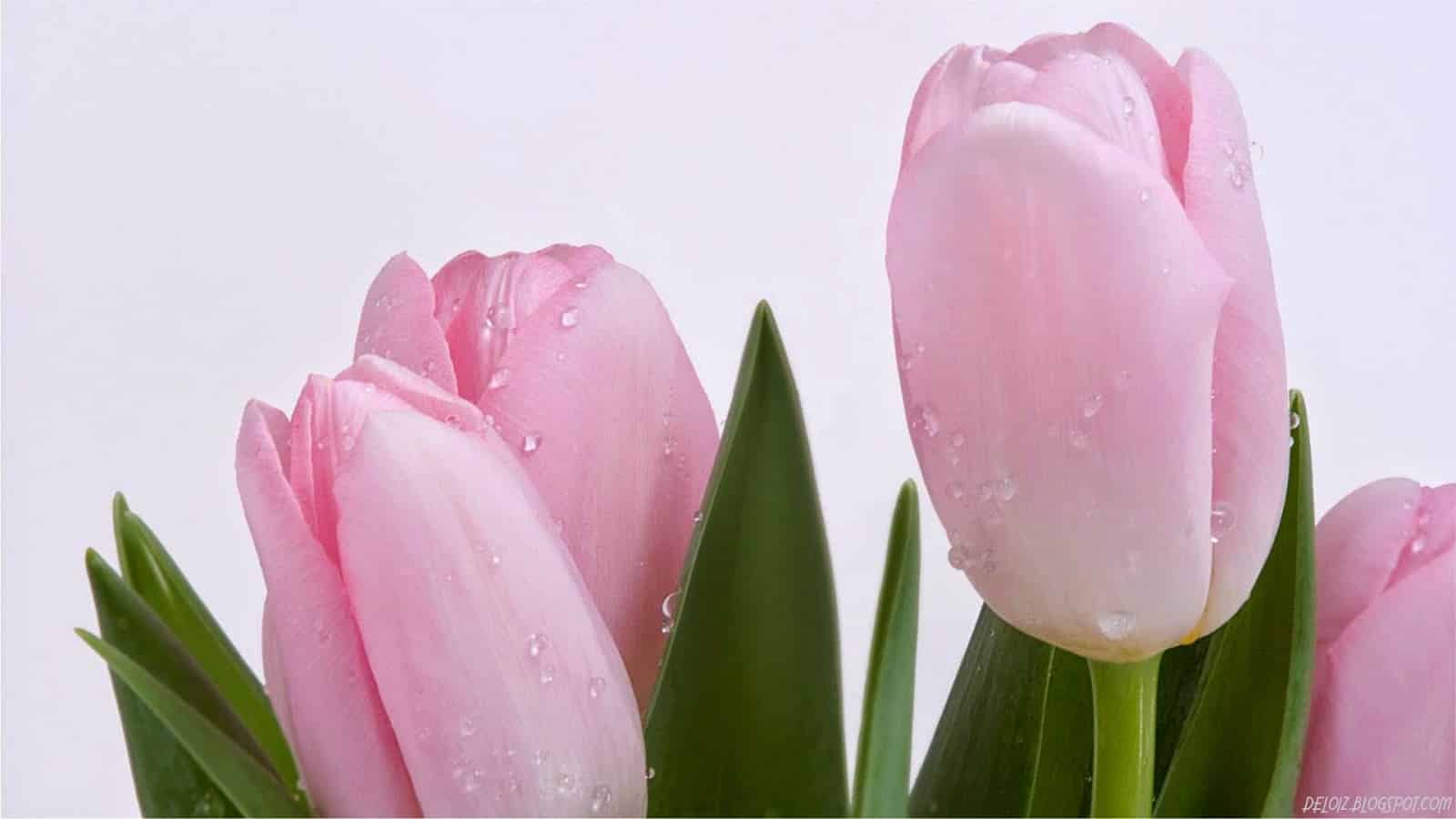 Gambar Bunga Tulip Pink