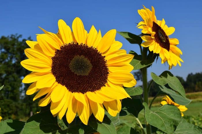 Gambar bunga Matahari
