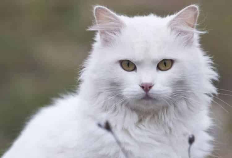 Jenis Kucing Anggora Turki