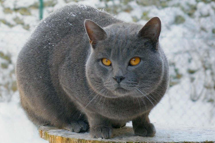 Kucing Chartreux