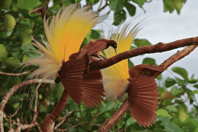 Cenderawasih Kuning Besar (paradisaea apoda)