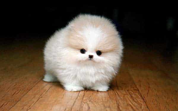 Jenis Anjing Mini Pom