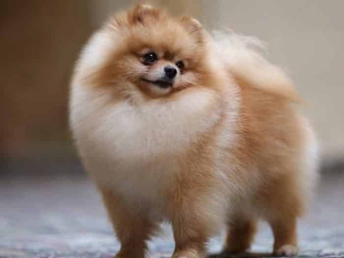 Karakteristik Anjing Mini Pom