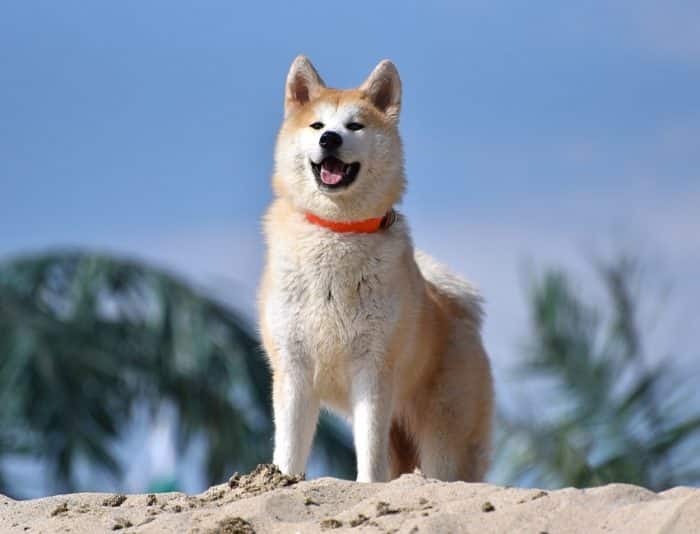 Anjing Akita
