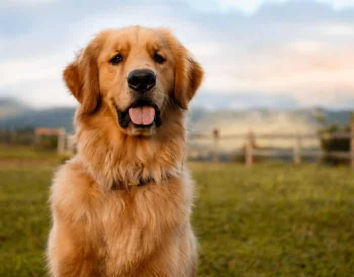 Cara dalam Merawat Anjing Golden Dewasa