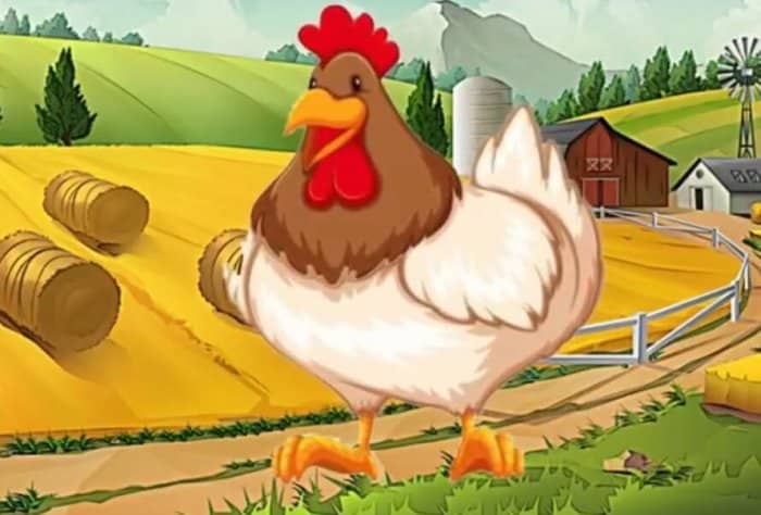 Kisah Lucu Ayam Dan Sapi Yang Sedang Curhat