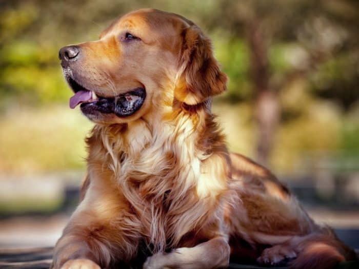 Langkah-langkah untuk Mengawinkan Anjing Golden