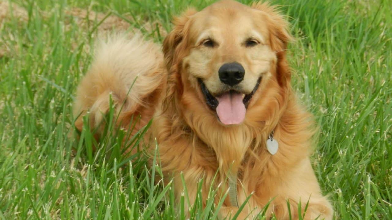 Tips Merawat Anjing Golden Anakan
