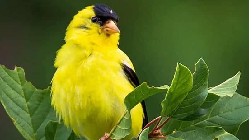 Warna Sicantik Burung Kenari