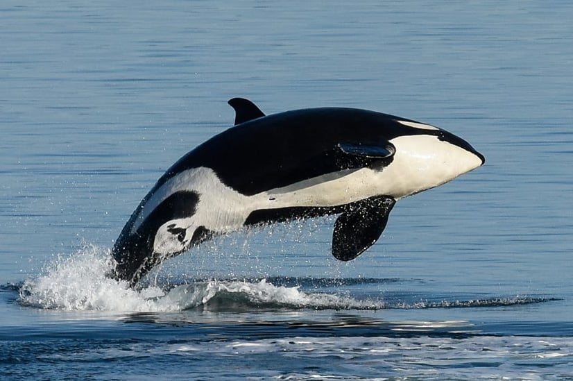 PAUS PEMBUNUH ORCA (ORCINUS ORCA)